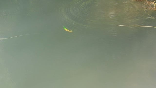Воблер Vitalito Бананас68 - первый выход на воду (Барановское озеро, Дагомыс)