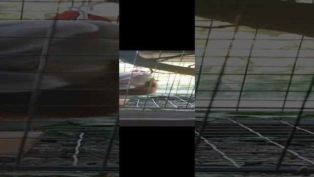 Бой с сиреневым кролом?