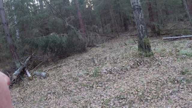 Выход кабана на охоте