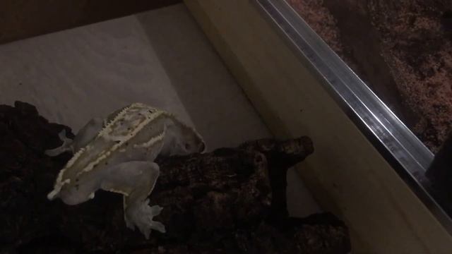 Cieiekawostki o hodowli gekona orzęsionego