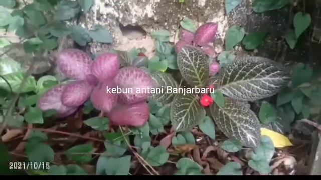 time to breeding ( episcia hybrid Borneo vs Harmony slinky pink )