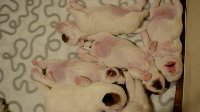 Лежбище морских котиков