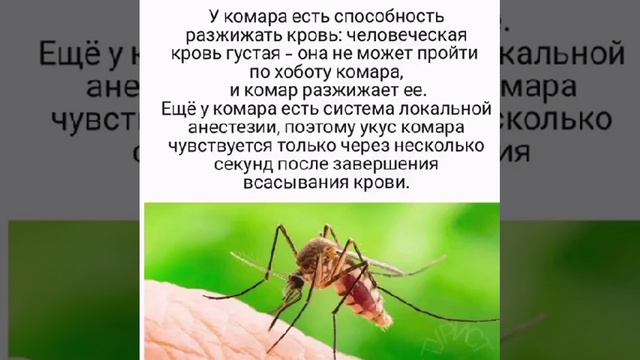 Комары ещё малярию переносят , помимо того , что пьют кровь , раздражая всех ... /CM в комментариях/