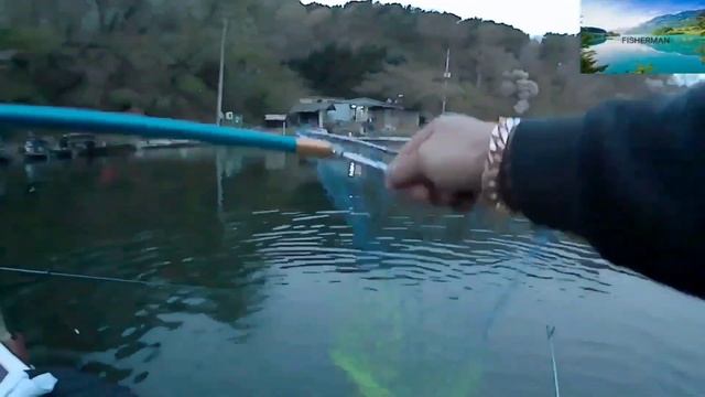 #송어낚시#FISHING IN KOREA#ЛОВЛЯ#ФОРЕЛИ#НА#ПЛАТНИКЕ#