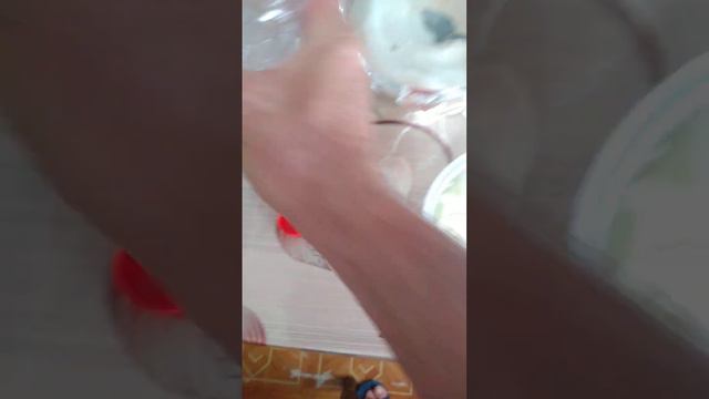 рецепт сладкий маринованный лук к мясу и картошке