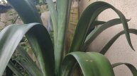 How to Grow and Care for Spanish dagger(Yucca family)