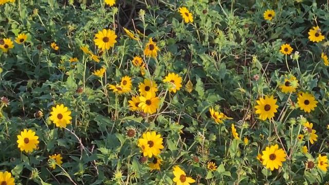 Helianthus debilis. Beach Sunflower Dune Sunflower. Asteraceae Aster daisy or composite family