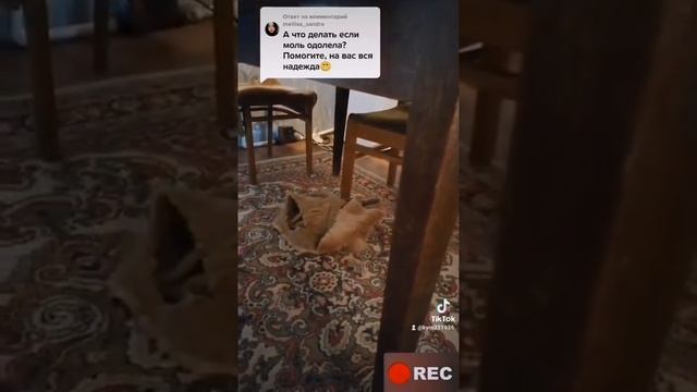 Как избавиться от моли