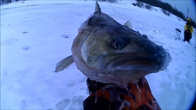 Ленинградская обл.рыбалка река Свирь судак 2 кило и два схода 11 03 2017