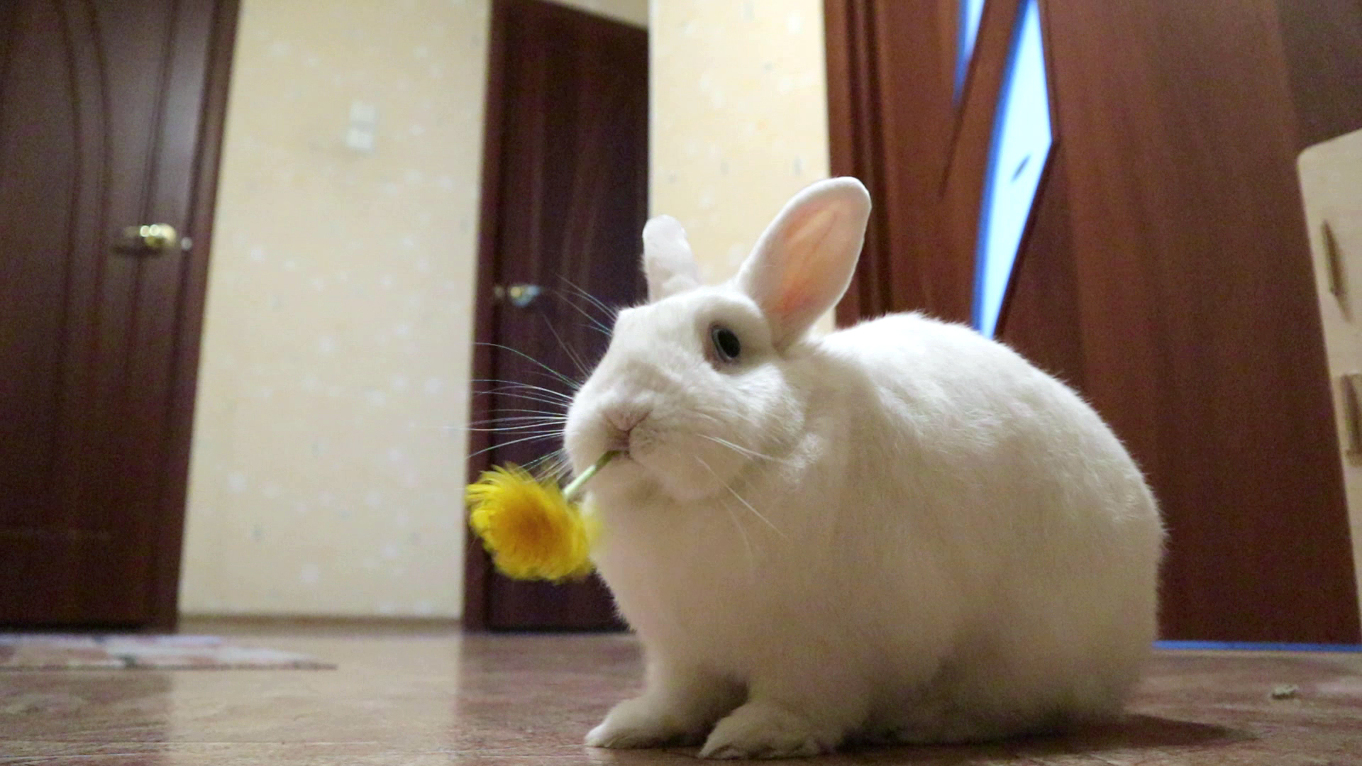 Кролик Моти ест одуванчик 🌼