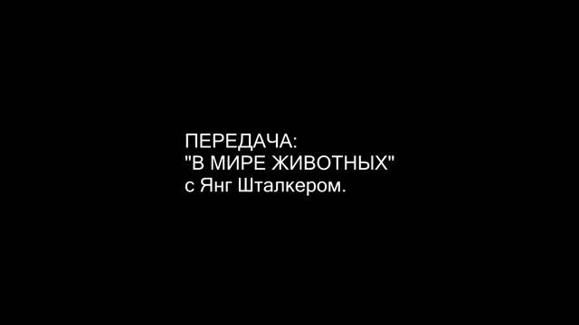 STALCRAFT - В МИРЕ ЖИВОТНЫХ (монтаж)