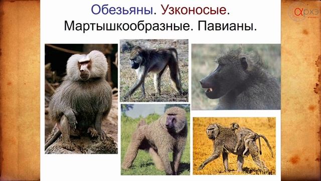 Станислав Дробышевский: "Приматы: в прошлом и настоящем"