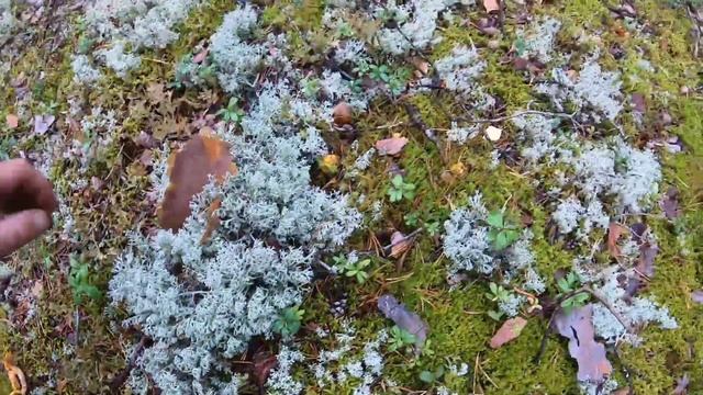 Боровики. Белые грибы. И всякий разносол. Выборгский район по Скандинавии. #vladimir_ribachok
