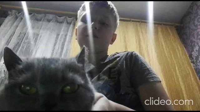 Моя любимая кошка!