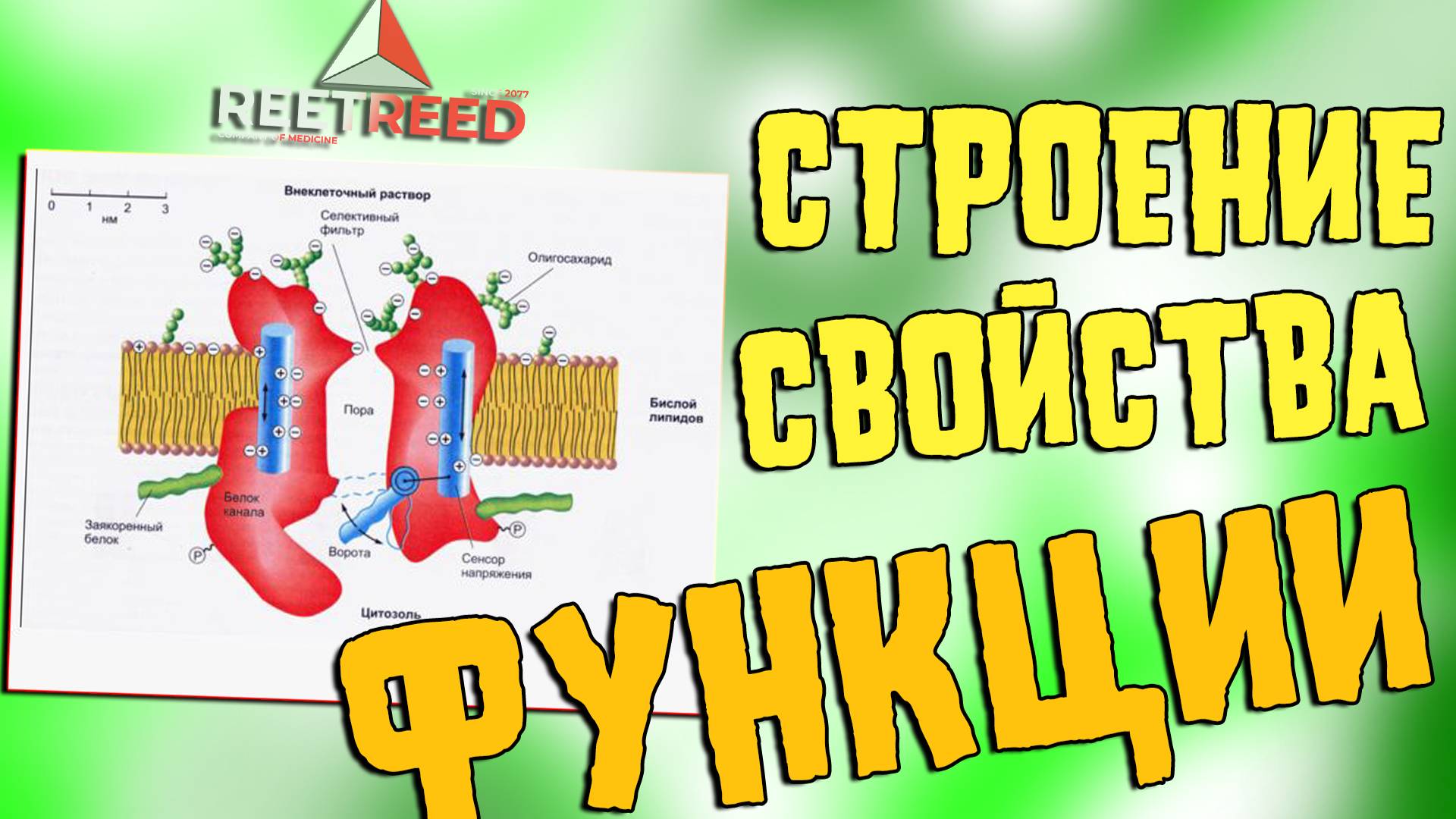 Строение, свойства и функции Ионных Каналов / Физиология