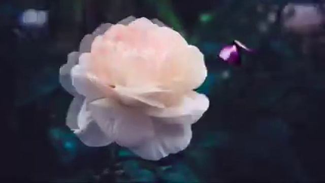 Ладонь