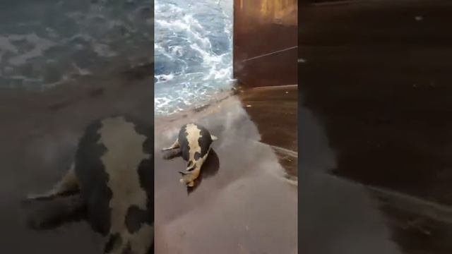 Тюлень с корабля...в море!