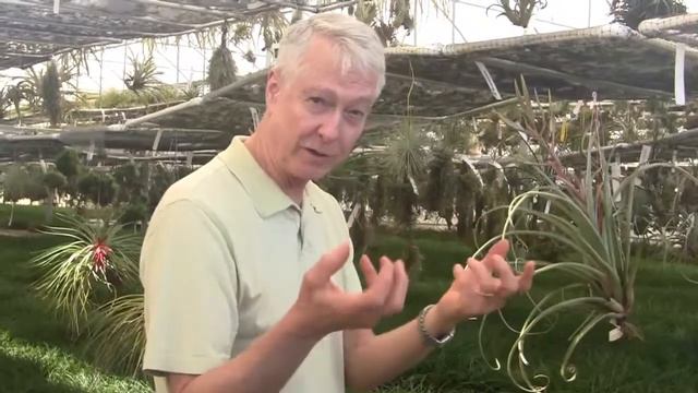 Paul Isley - Rainforest Flora, Inc. - Tillandsia Hybrids  - March 19, 2015