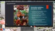 Intoxicaciones por comer setas - Superalimentos-Cómo hacer?KOMBUCHA? charlamos con @Johan Andrianof