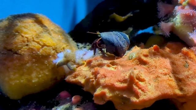 Beautiful Aquarium And Flowers For Relaxation