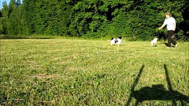 Мячик 2018 07 06