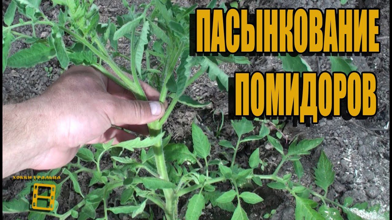 Пасынкование помидоров (томатов). В конце Лайфхак. Сад (огород) и теплица #теплица #помидоры #томаты