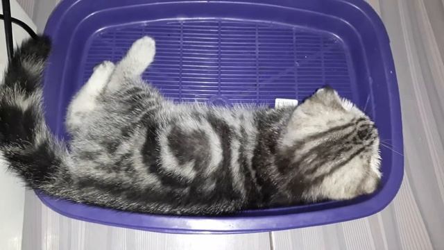 Учимся ходить на горшок! скотиш фолд мраморная n22