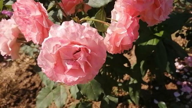 Розы  первогодки эти сорта следует  взять  на карандаш. многолетники цветут в первый год посадки.
