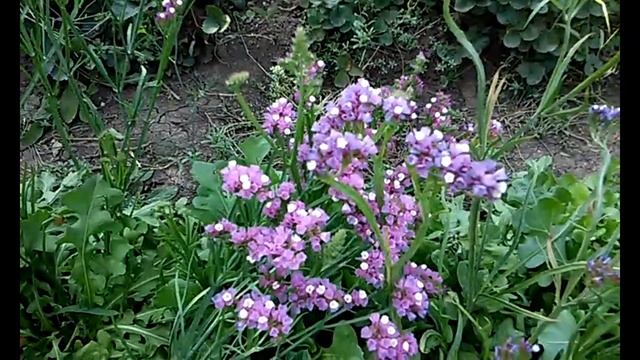 Как растут мои сухоцветы.
