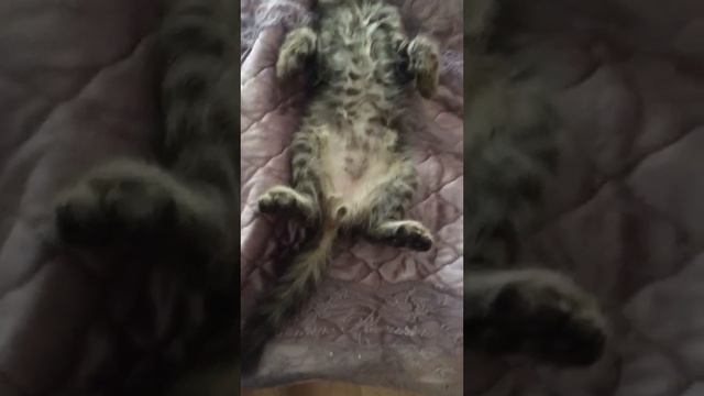Мой котенок кролик ??мурчание кота/животные