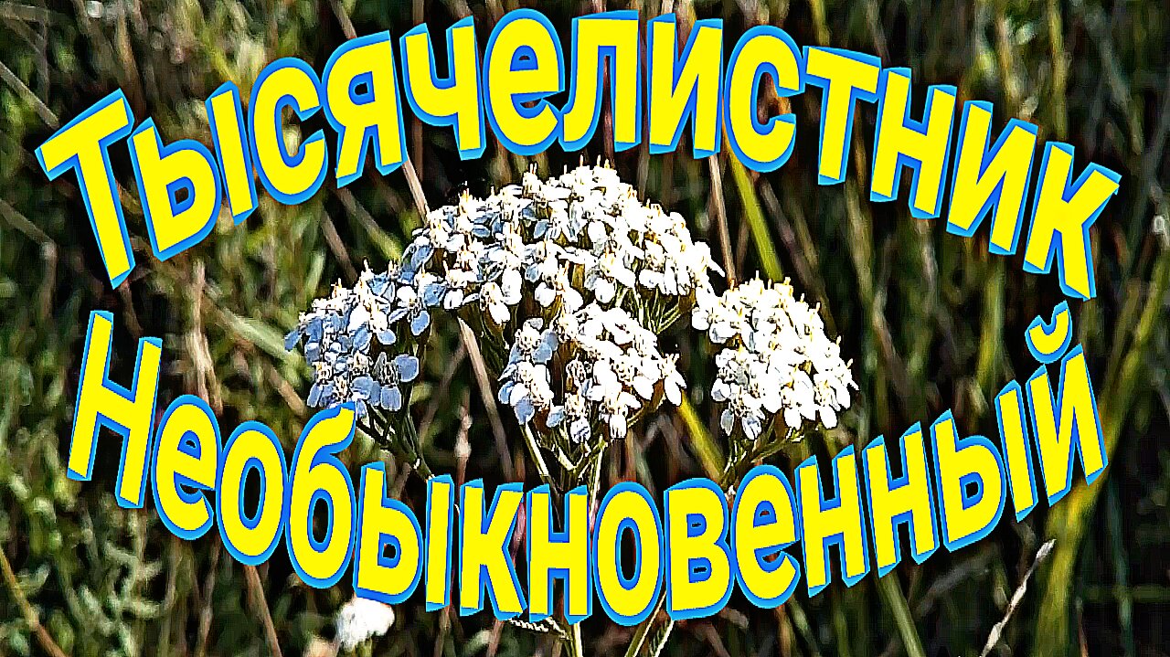 Тысячелистник необыкновенный