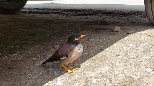 Индия/Гималаи/Индийская сказка : эпизод 2