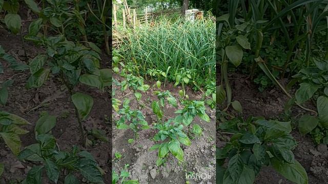 лучшее место для Отдыха это грядки