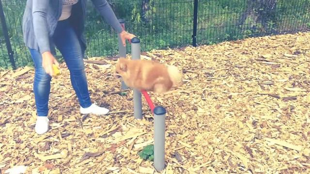 Немецкий Шпиц