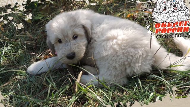 OBEREG ROSSII VLADYCHITSA GESTOLA - litera "V"puppy.FEMALE.