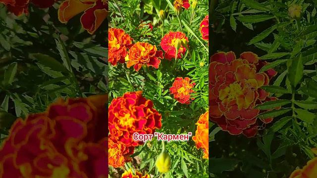 Бархатцы, чудеснейшие цветы, радуют своим цветением до заморозков