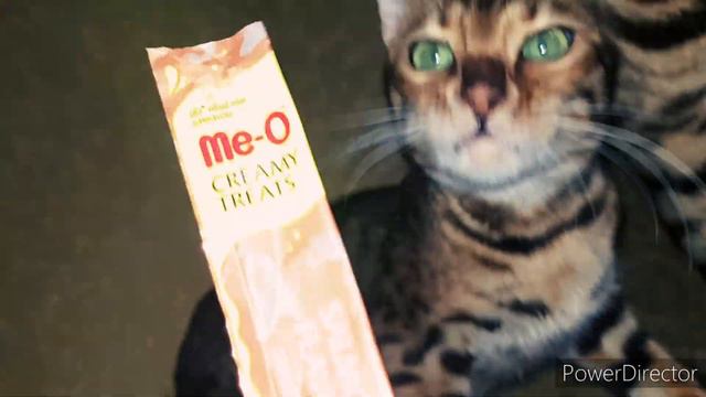 Подарки от подписчиков (1 часть ) #шпиц #йорк #бенгалы