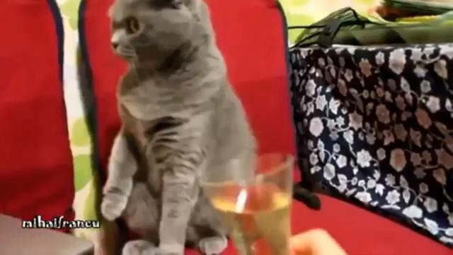 Смешные кошки -  подборка 2014 - Приколы с котами, ржака, коты, пугливые коты