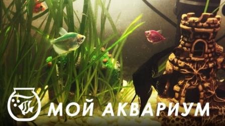Жизнь аквариумных рыбок