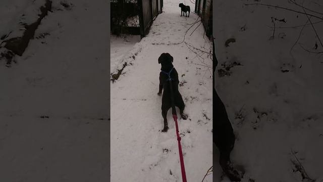 Mini pitbull