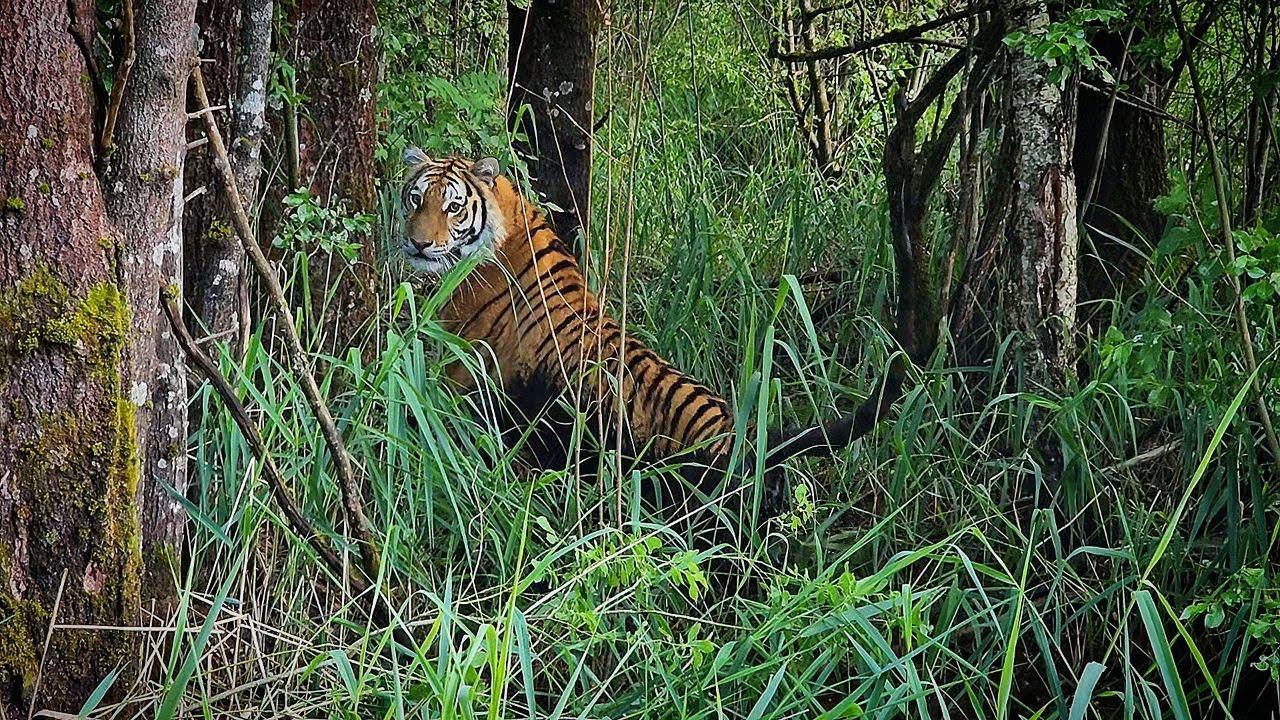 Ура!Тигры Тестируют Новый Вольер!Бассейн Скоро будет наполнен/New Tiger Enclosure with swimming pool