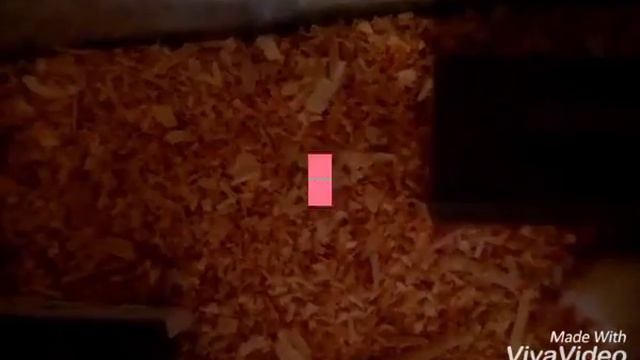 КУВЫРКИ ХОМЯКА