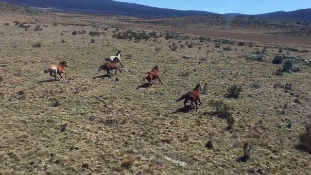 Лошадей Brumbies Австралия  Бесплатное видео на Pixabay