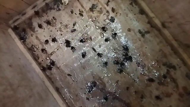 Шмелей больше чем пчёл!
