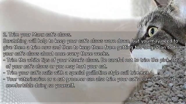 How to Care for Manx Cats - Grooming Your Manx