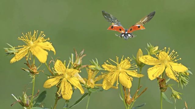 Жаратылыстану 4 сынып. Тұқым қалай түзіледі. Өсімдік қалай дамиды.