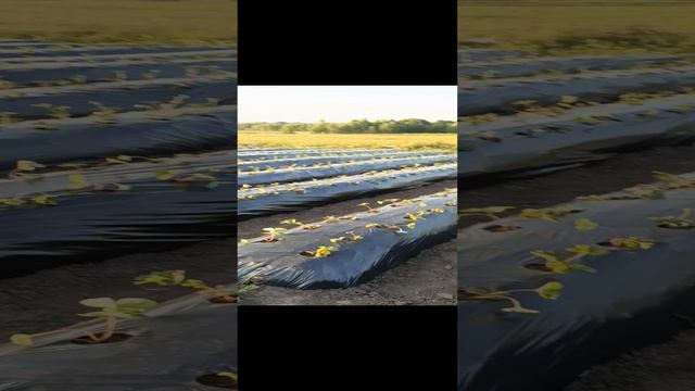Мои первые бугры своими руками