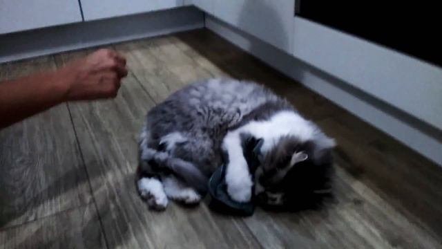 Кот влюбился в полотенце!!!