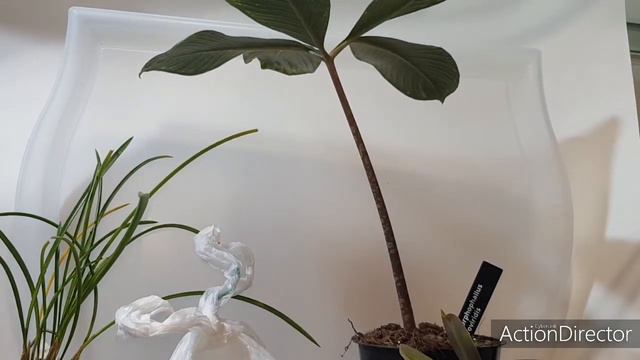 Amorphophallus atroviridis-Dendrochilum wenzelii -Удобрение Osmocote из GreenMall 