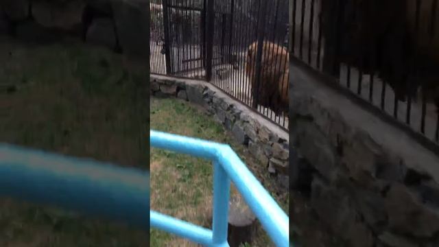 Лев в Новосибирском зоопарке